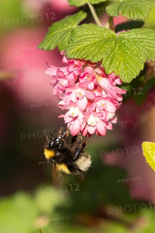 Garden bumble bee (Bombus hortorum) adult insect feeding on garden flowering current flowers in the springtime, England, United Kingdom