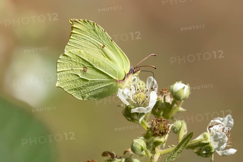 Brimstone butterfly (Gonepteryx rhamni) adult male insect feeding on a Bramble flower in the summer, England, United Kingdom