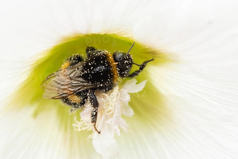 Buff tailed bumble bee (Bombus terrestris) adult insect on a garden Hollyhock flower in the summer, England, United Kingdom