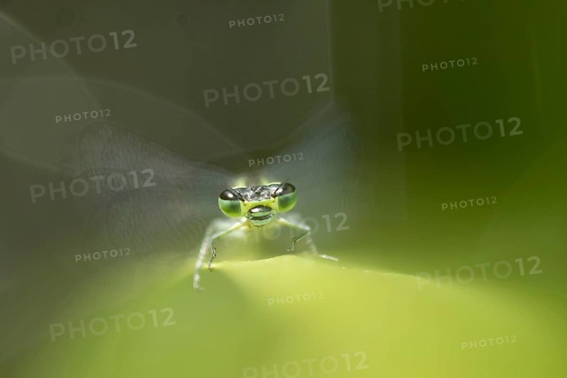 Blue tailed damselfly (Ischnura elegans) adult insect on a reed plant stem in the summer, England, United Kingdom