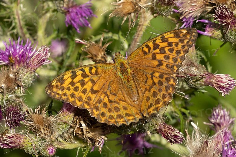 Silver-washed fritillary butterfly (Argynnis paphia) adult insect on a Thistle flower in the summer, England, United Kingdom