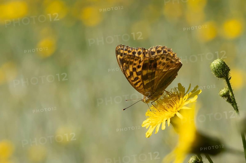 Silver-washed fritillary butterfly (Argynnis paphia) adult insect on a Hawksbit flower in the summer, England, United Kingdom