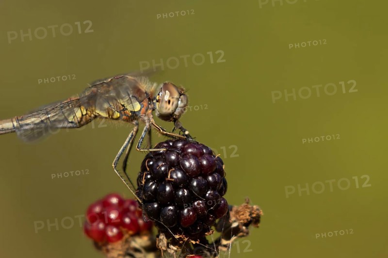 Common darter dragonfly (Sympetrum striolatum) adult insect feeding on a fly while resting on blackberries fruit in the summer, England, United Kingdom