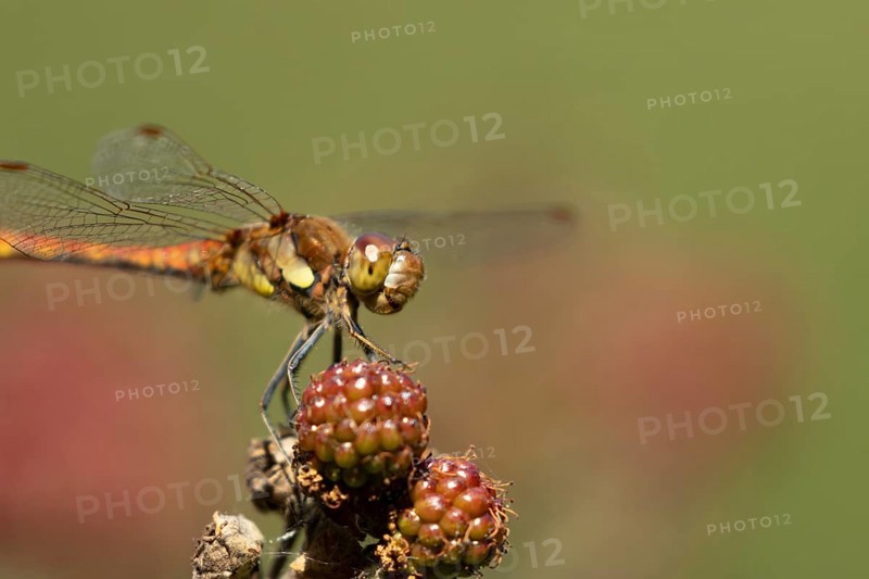 Common darter dragonfly (Sympetrum striolatum) adult insect resting on blackberries fruit in the summer, England, United Kingdom