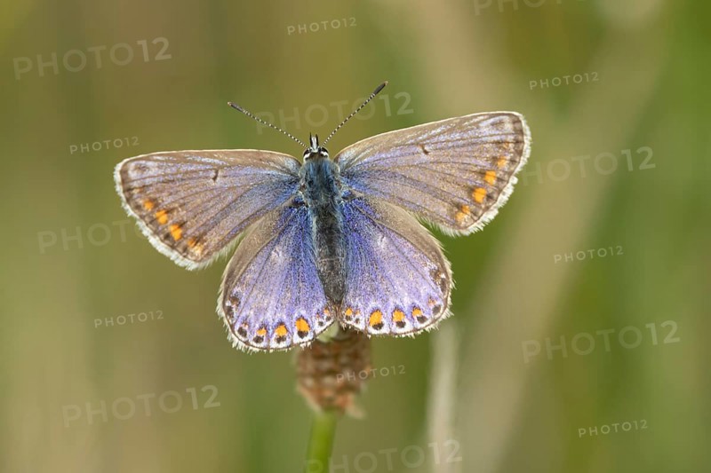 Common blue butterfly (Polyommatus icarus) adult insect resting on a grass stem in the summer, England, United Kingdom