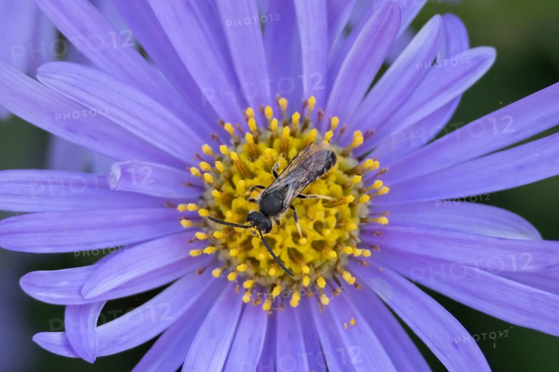 Yellow faced bee (Hylaeus spp.) adult insect on a garden Aster flower in the summer, England, United Kingdom