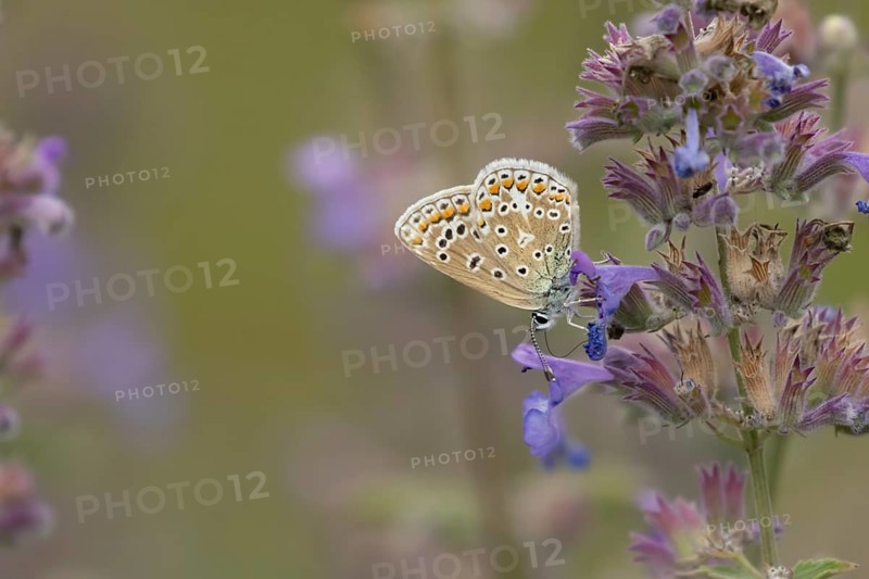 Common blue butterfly (Polyommatus icarus) adult insect feeding on garden Catmint flowers in the summer, England, United Kingdom