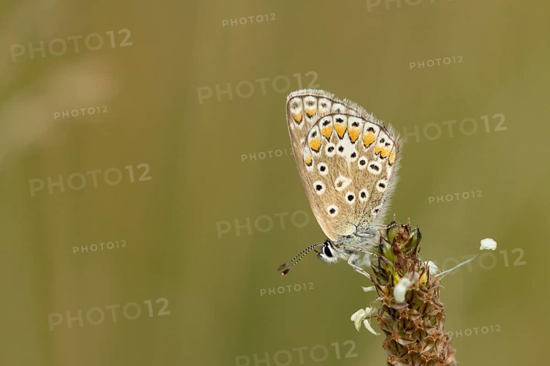 Common blue butterfly (Polyommatus icarus) adult insect resting on a Ribwort plantain flower in the summer, England, United Kingdom