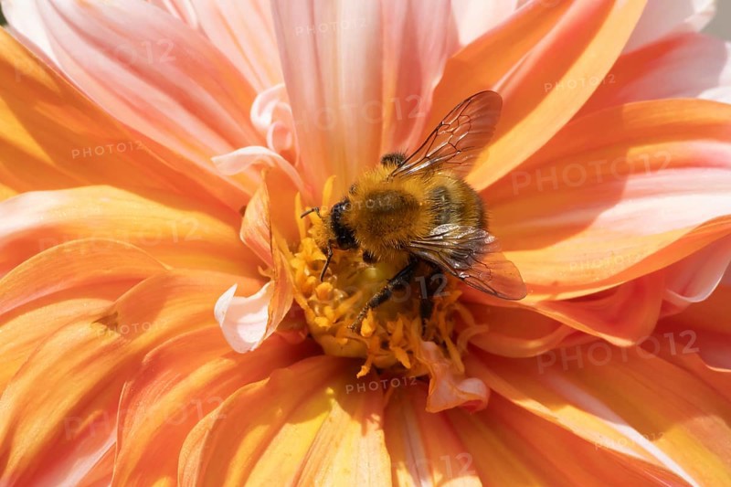 Common carder bumble bee (Bombus pascuorum) adult insect feeding on a garden Dahlia flower in the summer, England, United Kingdom