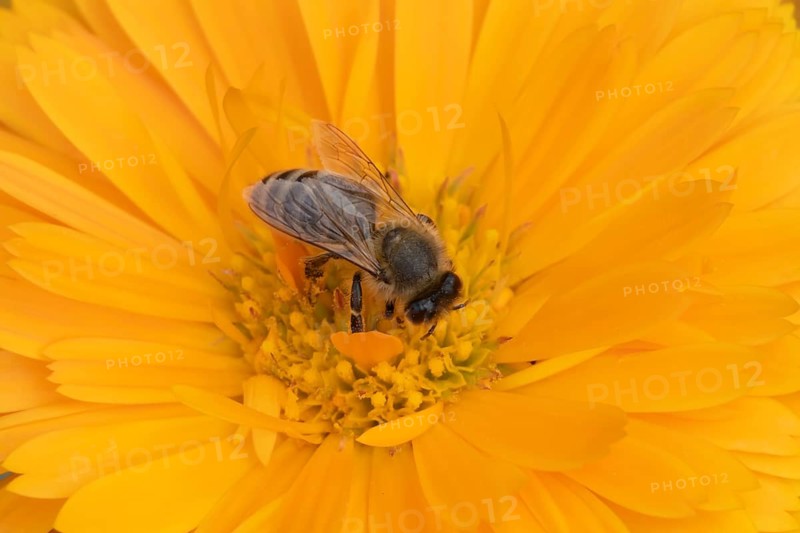 Honey bee (Apis mellifera) adult insect feeding on an orange garden pot marigold flower in the summer, England, United Kingdom