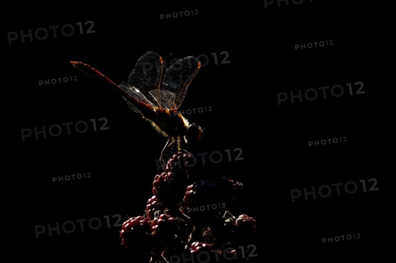 Common darter dragonfly (Sympetrum striolatum) adult insect backlit resting on blackberry fruits in the summer, England, United Kingdom