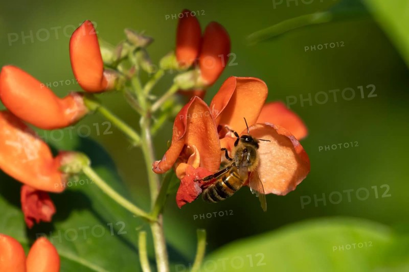 Honey bee (Apis mellifera) adult insect feeding on garden runner bean vegetable flowers in the summer, England, United Kingdom