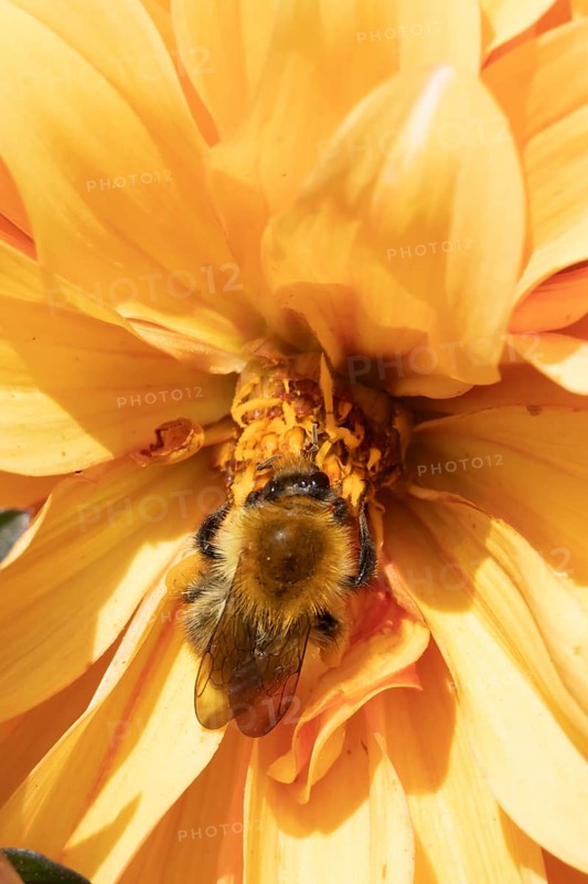 Common carder bumble bee (Bombus pascuorum) adult insect feeding on a garden Dahlia flower in the summer, England, United Kingdom
