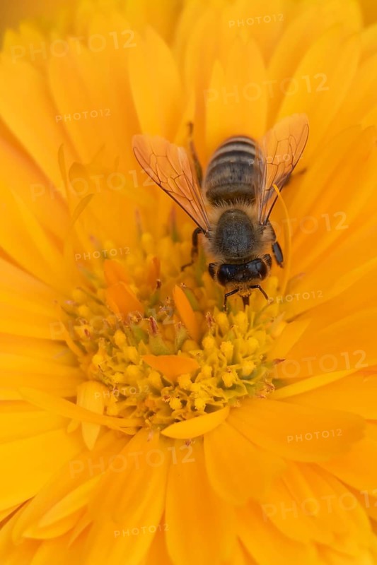 Honey bee (Apis mellifera) adult insect feeding on an orange garden pot marigold flower in the summer, England, United Kingdom
