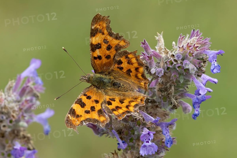 Comma butterfly (Polygonia c-album) adult insect feeding on garden Catmint flowers in the summer, England, United Kingdom