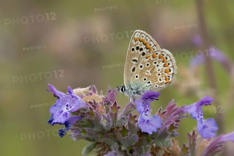 Common blue butterfly (Polyommatus icarus) adult insect feeding on Catmint flowers in the summer, England, United Kingdom