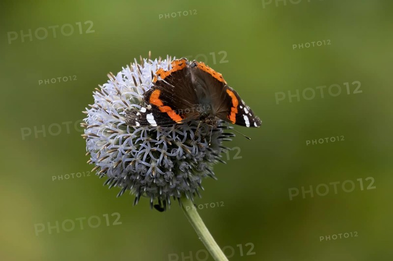 Red admiral butterfly (Vanessa atalanta) adult insect feeding on a garden Globe thistle flower in the summer, England, United Kingdom