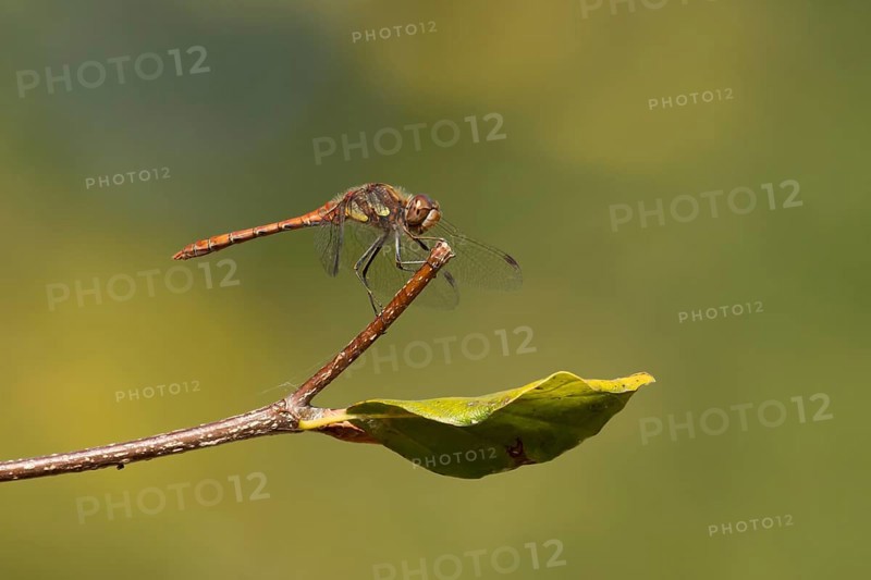Common darter dragonfly (Sympetrum striolatum) adult insect resting on a tree branch in the summer, England, United Kingdom