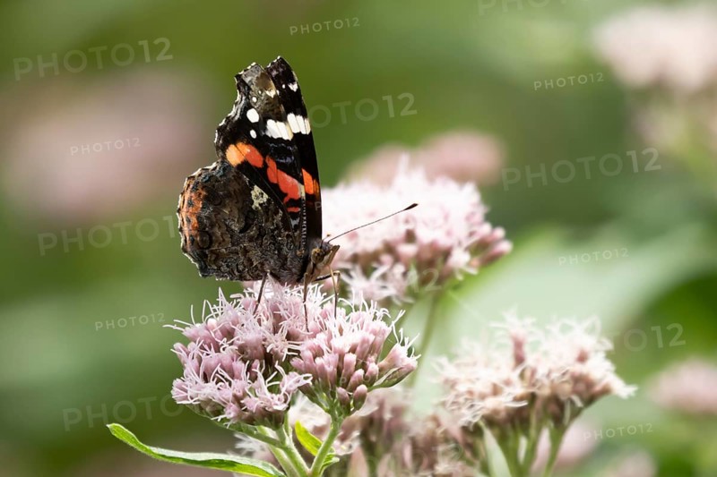 Red admiral butterfly (Vanessa atalanta) adult insect feeding on Hemp agrimony (Eupatorium cannabinum) flowers in the summer, England, United Kingdom