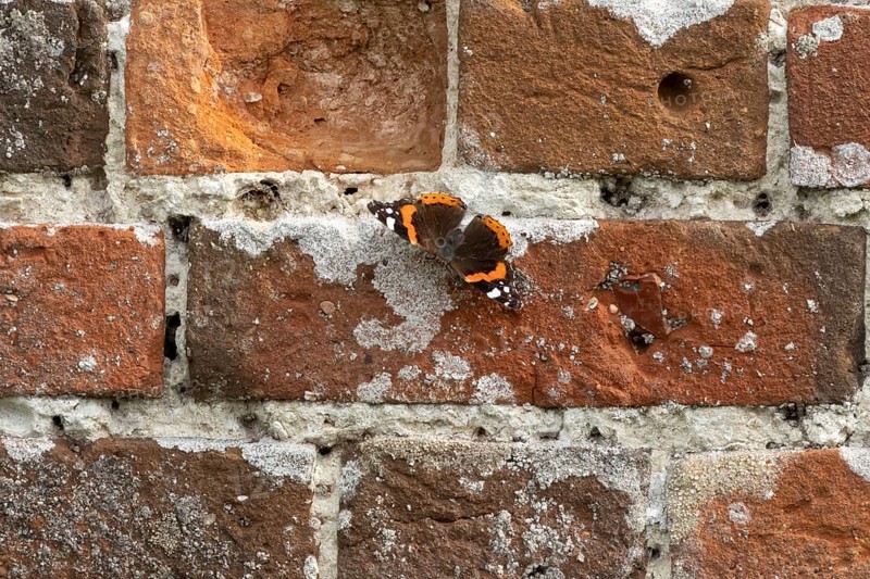 Red admiral butterfly (Vanessa atalanta) adult insect on a garden brick wall in the summer, England, United Kingdom