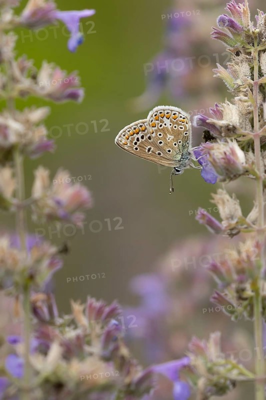 Common blue butterfly (Polyommatus icarus) adult insect feeding on Catmint flowers in the summer, England, United Kingdom
