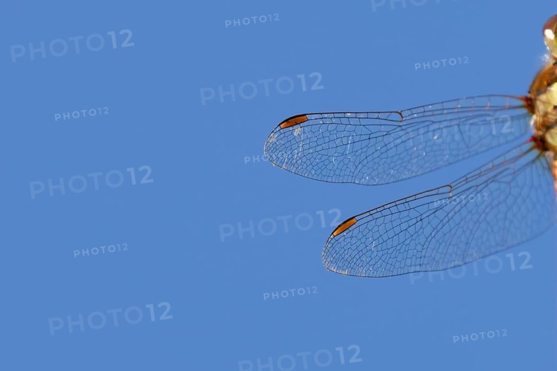 Common darter dragonfly (Sympetrum striolatum) adult insect close up of one pair of wings in the summer, England, United Kingdom
