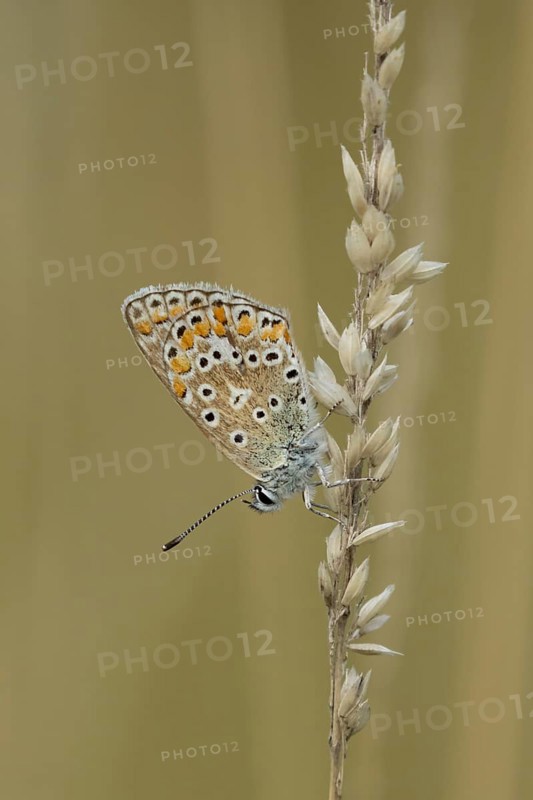 Common blue butterfly (Polyommatus icarus) adult insect resting on a grass stem in the summer, England, United Kingdom