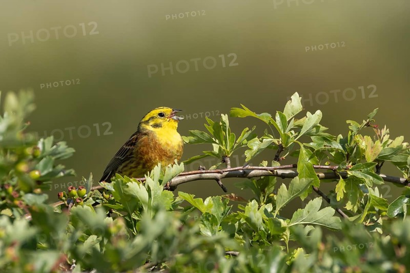 Yellowhammer (Emberiza citrinella) adult male bird singing in a hawthorn hedgerow in summer, England, United Kingdom