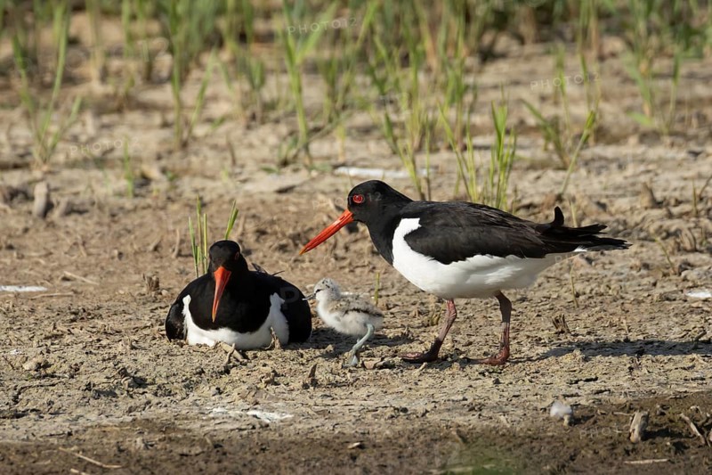Eurasian oystercatcher (Haematopus ostralegus) two adult wading birds seemingly adopted a Pied avocet (Recurvirostra avosetta) juvenile baby chick on an island in summer, RSPB Minsmere nature reserve, Suffolk, England, United Kingdom