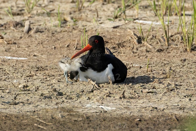 Eurasian oystercatcher (Haematopus ostralegus) adult wading bird seemingly adopted a Pied avocet (Recurvirostra avosetta) juvenile baby chick on an island in summer, RSPB Minsmere nature reserve, Suffolk, England, United Kingdom