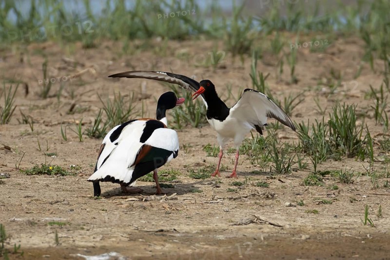Eurasian oystercatcher (Haematopus ostralegus) adult wading bird fighting with a Shelduck (Tadorna tadorna) on an island in summer, RSPB Minsmere nature reserve, Suffolk, England, United Kingdom