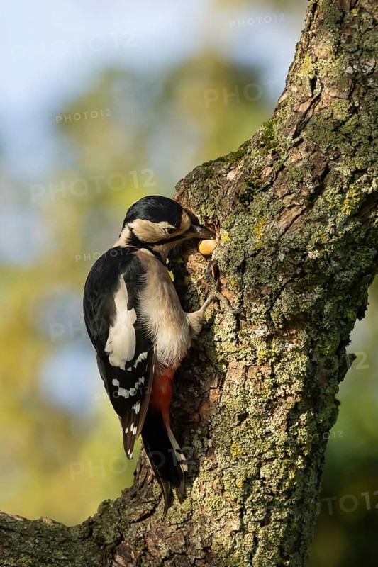Great spotted woodpecker (Dendrocopos major) adult bird storing an acorn for food on a tree branch, England, United Kingdom