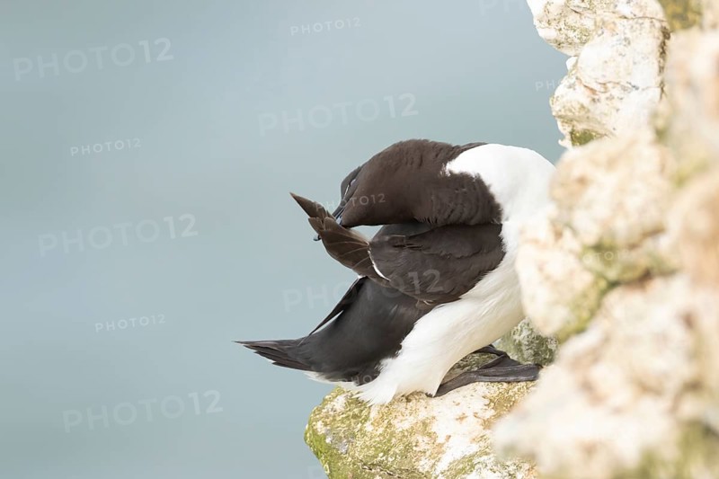 Razorbill (Alca torda) adult bird preening on a cliff ledge, RSPB Bempton cliffs nature reserve, Yorkshire, England, United Kingdom