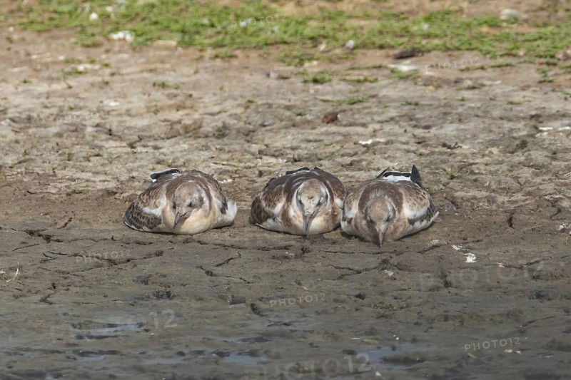 Black headed gull (Chroicocephalus ridibundus) three juvenile baby chicks sleeping on an island in the summer, England, United Kingdom