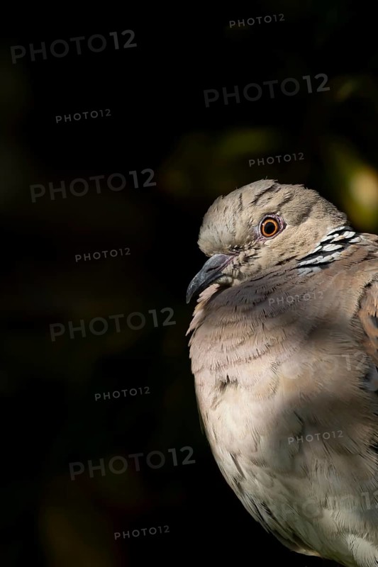 Turtle dove (Streptopelia turtur) adult bird head portrait, England, United Kingdom