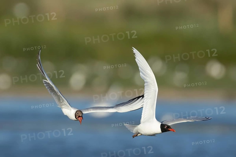 Mediterranean gull (Ichthyaetus melanocephalus) adult bird flying being chased by a Black headed gull (Chroicocephalus ridibundus) in the summer, England, United Kingdom