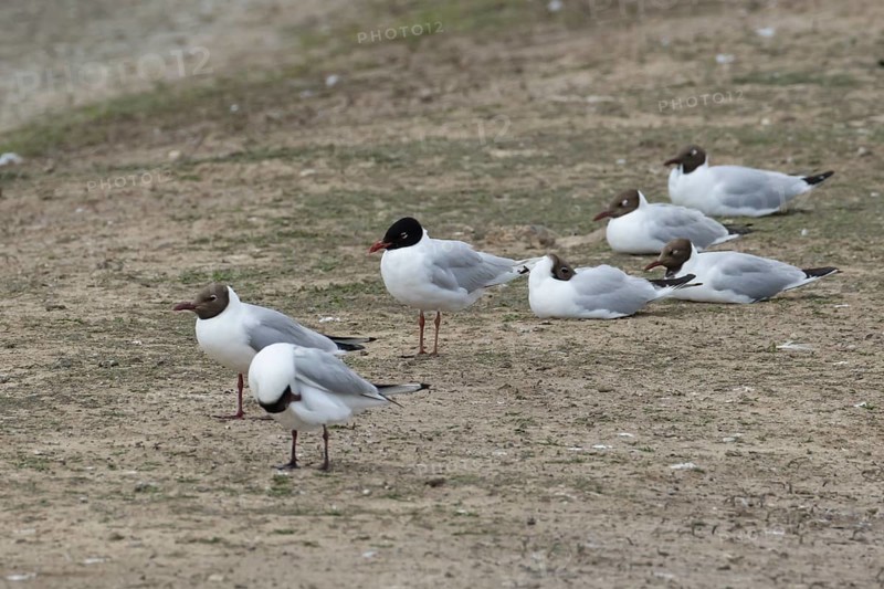 Mediterranean gull (Ichthyaetus melanocephalus) adult bird and Black headed gulls (Chroicocephalus ridibundus) on an island in the summer, England, United Kingdom