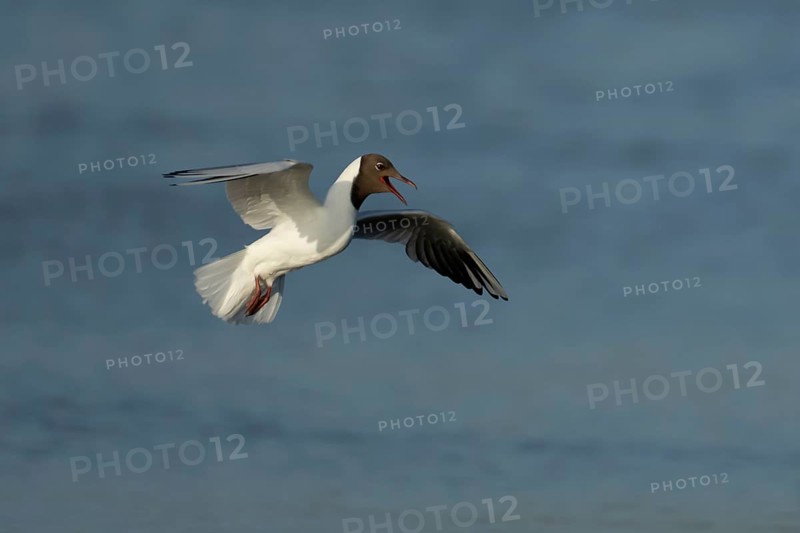 Black headed gull (Chroicocephalus ridibundus) adult flying over water in the summer, England, United Kingdom