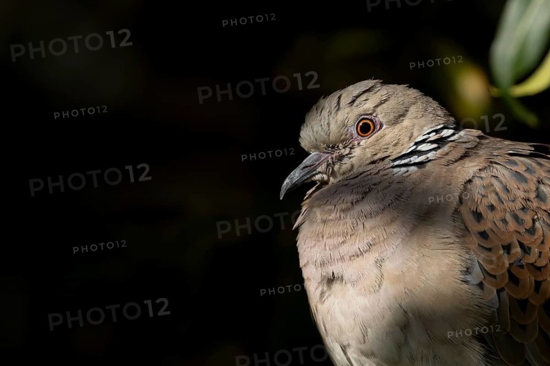 Turtle dove (Streptopelia turtur) adult bird head portrait, England, United Kingdom