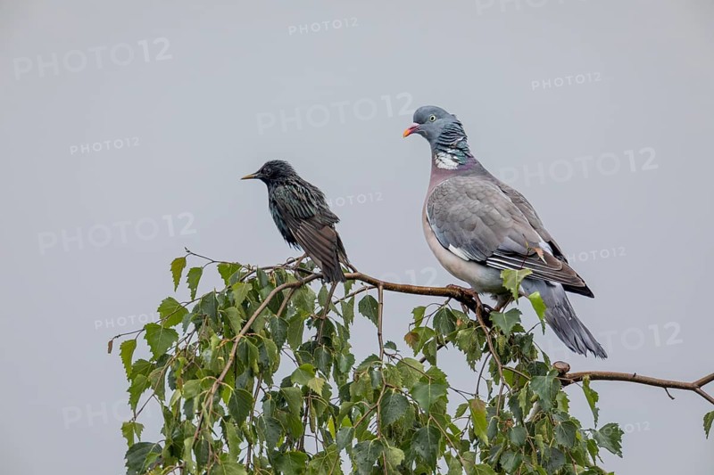 Wood pigeon (Columba palumbus) and starling (Sturnus vulgaris) drying their feathers after a rain shower, Germany
