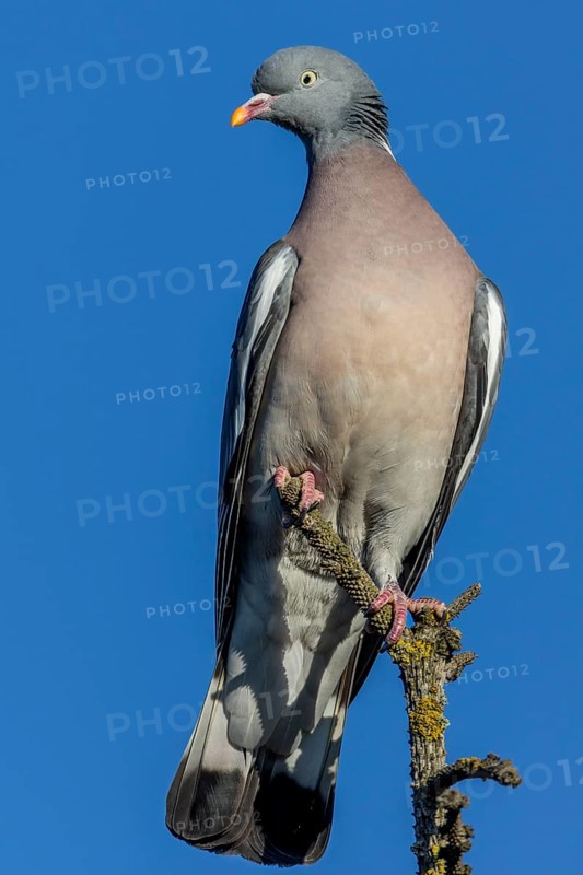 Wood pigeons (Columba palumbus) like to perch on the tops of solitary trees and observe their surroundings, Germany