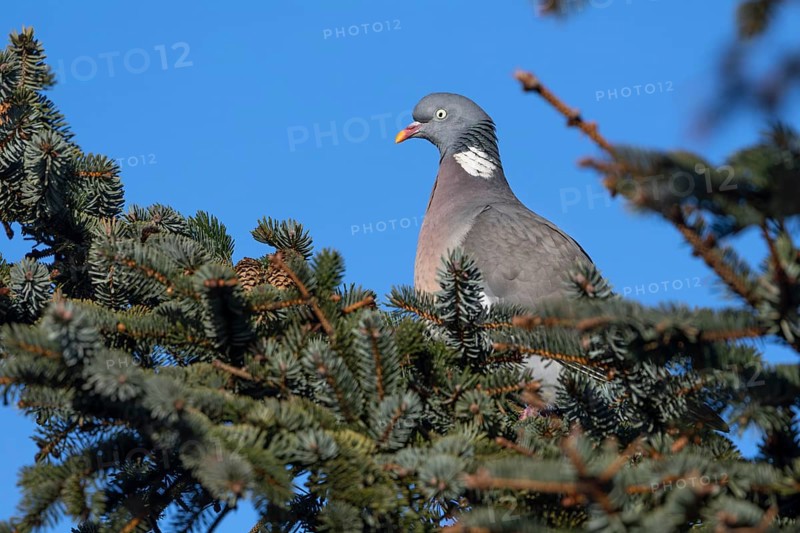 As the wood pigeon (Columba palumbus) has many predators, it must always be very vigilant, Germany