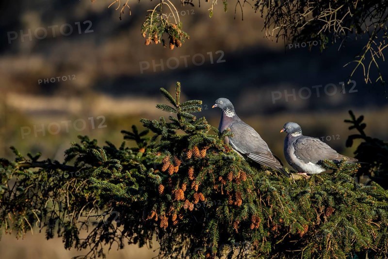 A pair of wood pigeons (Columba palumbus) sitting in the evening sun on the branch of a spruce tree, Germany