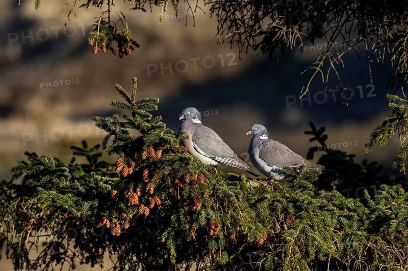 A pair of wood pigeons (Columba palumbus) sitting on the branch of a spruce tree in the evening sun, Germany