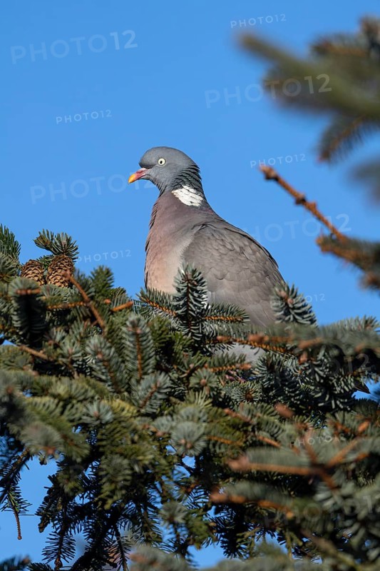 Wood pigeon (Columba palumbus) sitting on the branch of a spruce tree, Germany