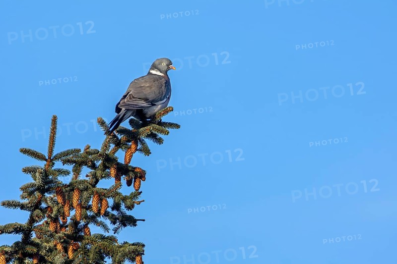 Wood pigeons (Columba palumbus) love elevated perches to observe their surroundings, Germany