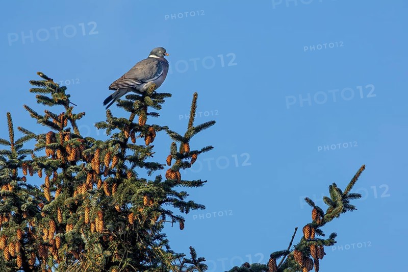 A wood pigeon (Columba palumbus) sitting relaxed on a spruce branch, Germany