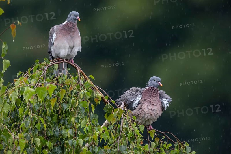 Wood pigeons (Columba palumbus) in a rain shower, Germany