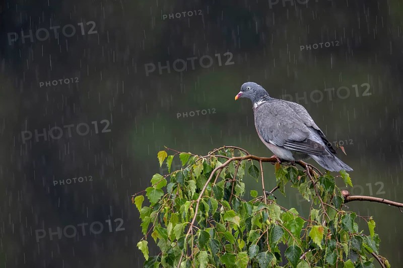 Woodpigeon (Columba palumbus) in a rain shower, Germany