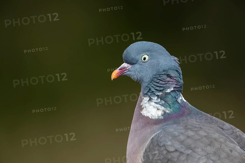 Portrait of a wood pigeon (Columba palumbus) with the typical white neck ring, Germany